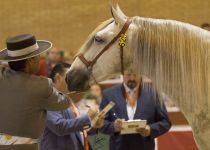 W RAPARIGO VAR Y MANUEL MIRAIME. CAMPEON DEL MUNDO EN POTROS DE TRES ANOS